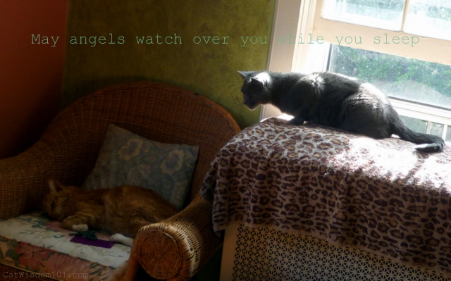 Radish cat and Nou Nou-angel quote