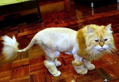Lion cut cat