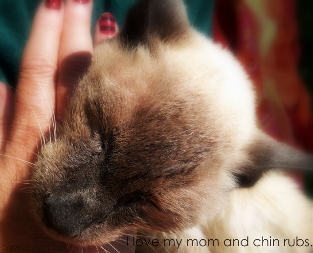 Merlin cat chin rubs