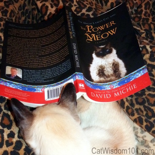 Power of Meow book review
