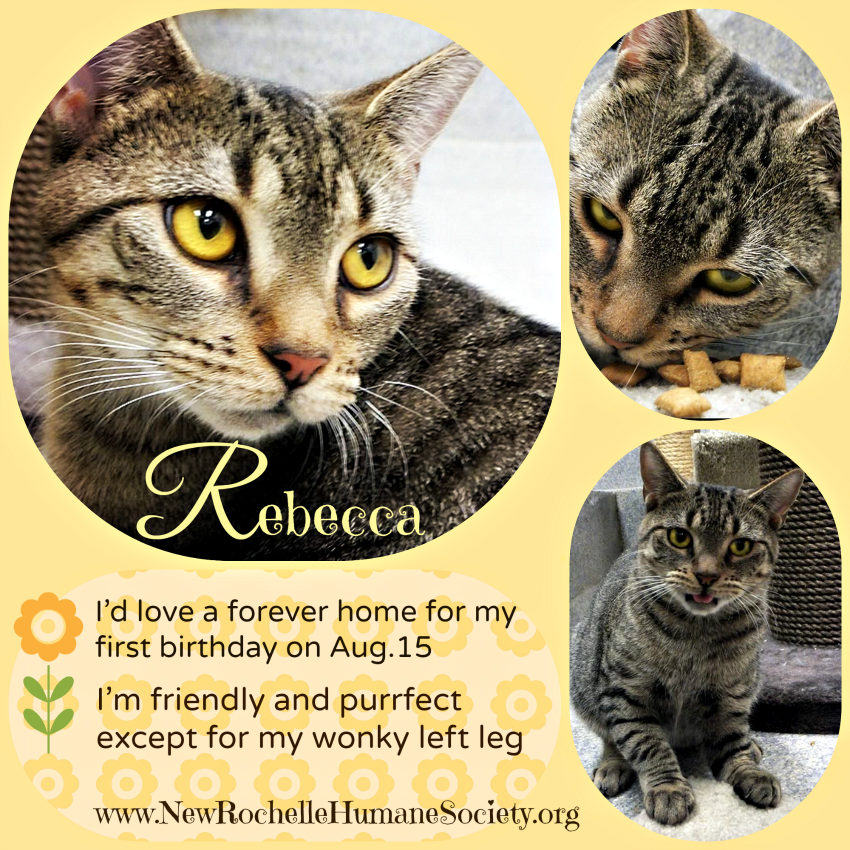 Rebecca shelter cat