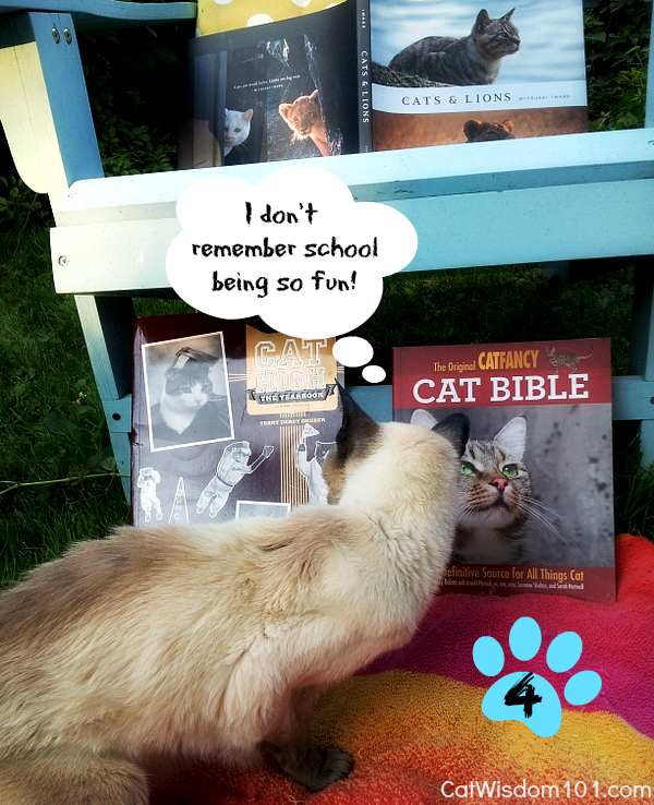 Summer cat book reviews