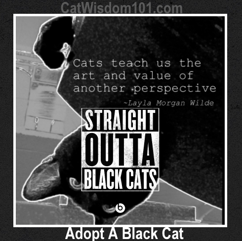 Straight outta meme- black cats