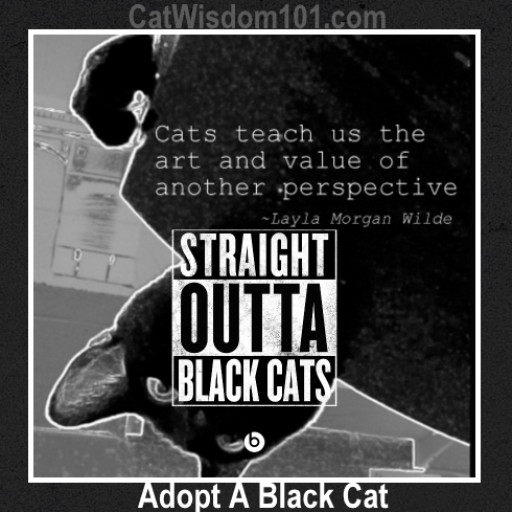 cropped-Straight-outta-meme-black-cats.jpg