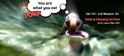 vet 101-cat food guide