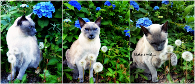 Merlin cat trio dandelion