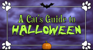 A Cat's Guide to Halloween video