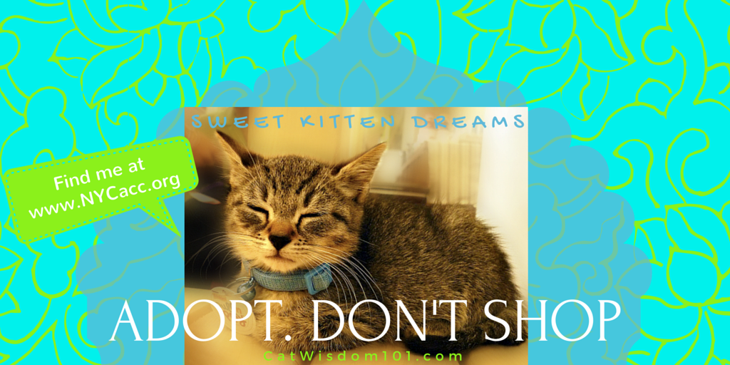 Adopt. Don't Shop kitten