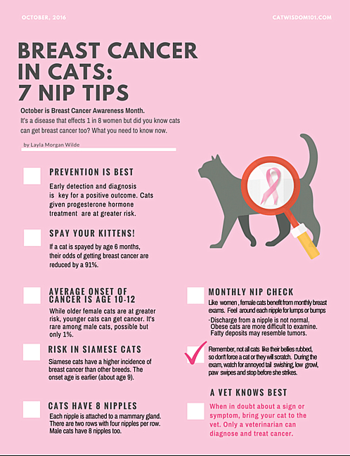 Breast cancer in cats infographic