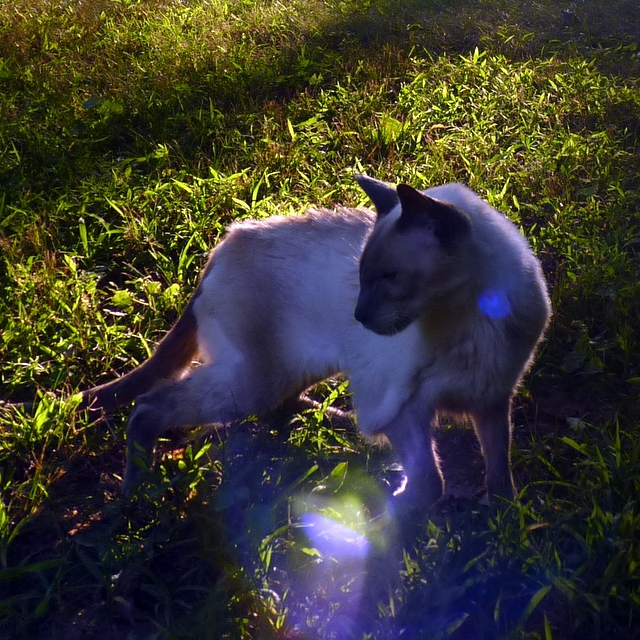 Merlin cat angels light