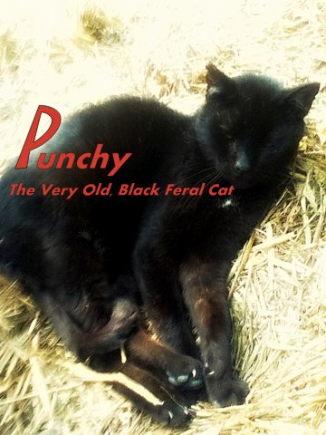 Punchy old black feral cat
