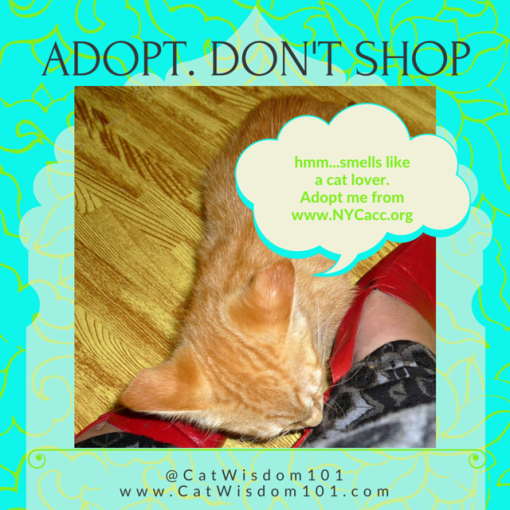 adopt don't shop kitten shoe 640 x 640