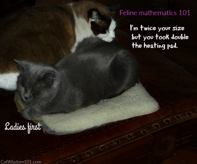 funny feline mathematics