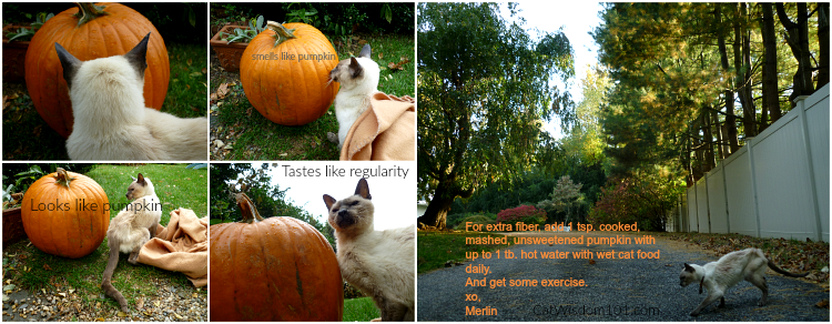 pumpkin constipation cats