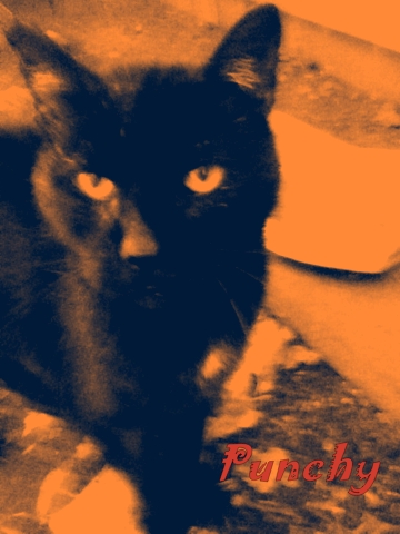 punchy feral black cat