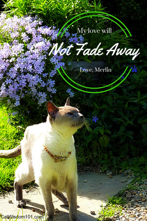 not_fade_away-cat_merlin