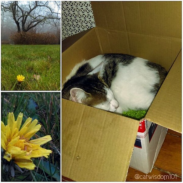 odin_cat_box
