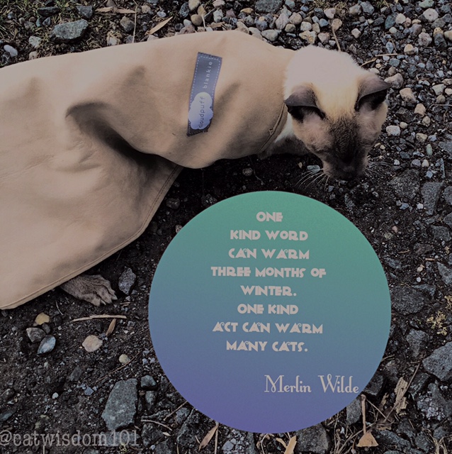 merlin_cat_quote_kind