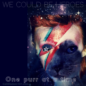 heroes_cat_bowie