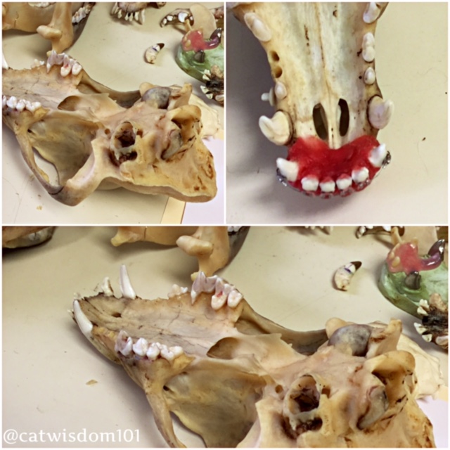 veterinary-skull_teeth