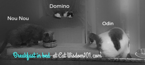 3_cats_breakfast_bed