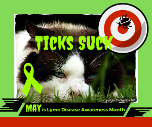 Lyme_disease_cats