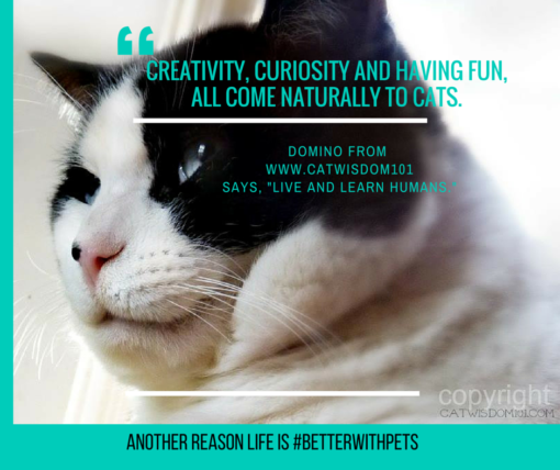 cat quote about creativity