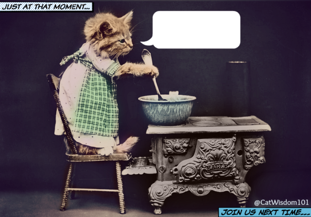 What's Cooking With Vintage Funny Cats | Cat Wisdom 101
