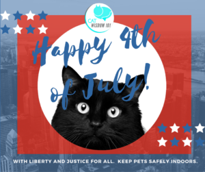 4th of July black cat