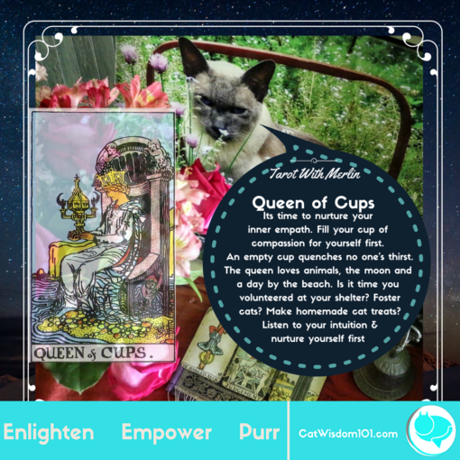 tarot_cat_queen_cups