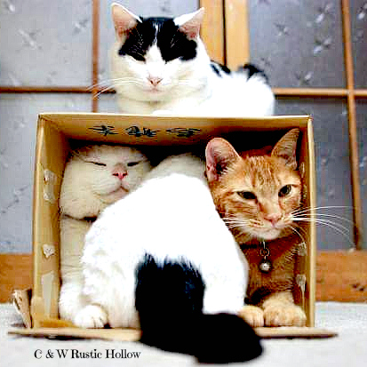 Cats in boxes