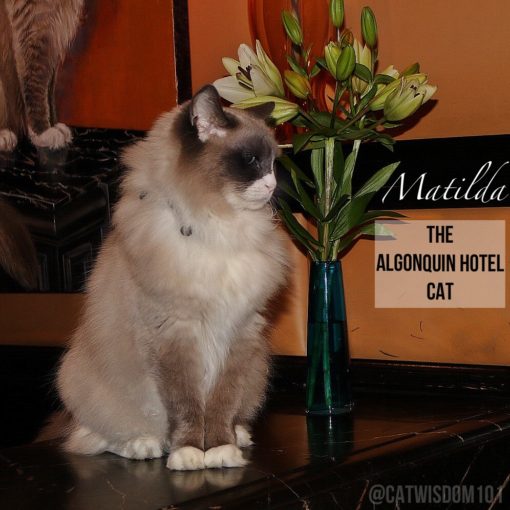 Matilda_ Algonquin_Hotel_cat