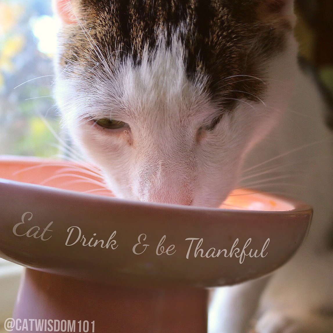 thankful gratitude_cat quote