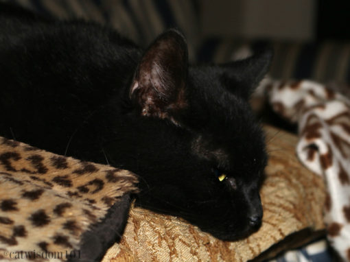clyde_black_cat_sofa