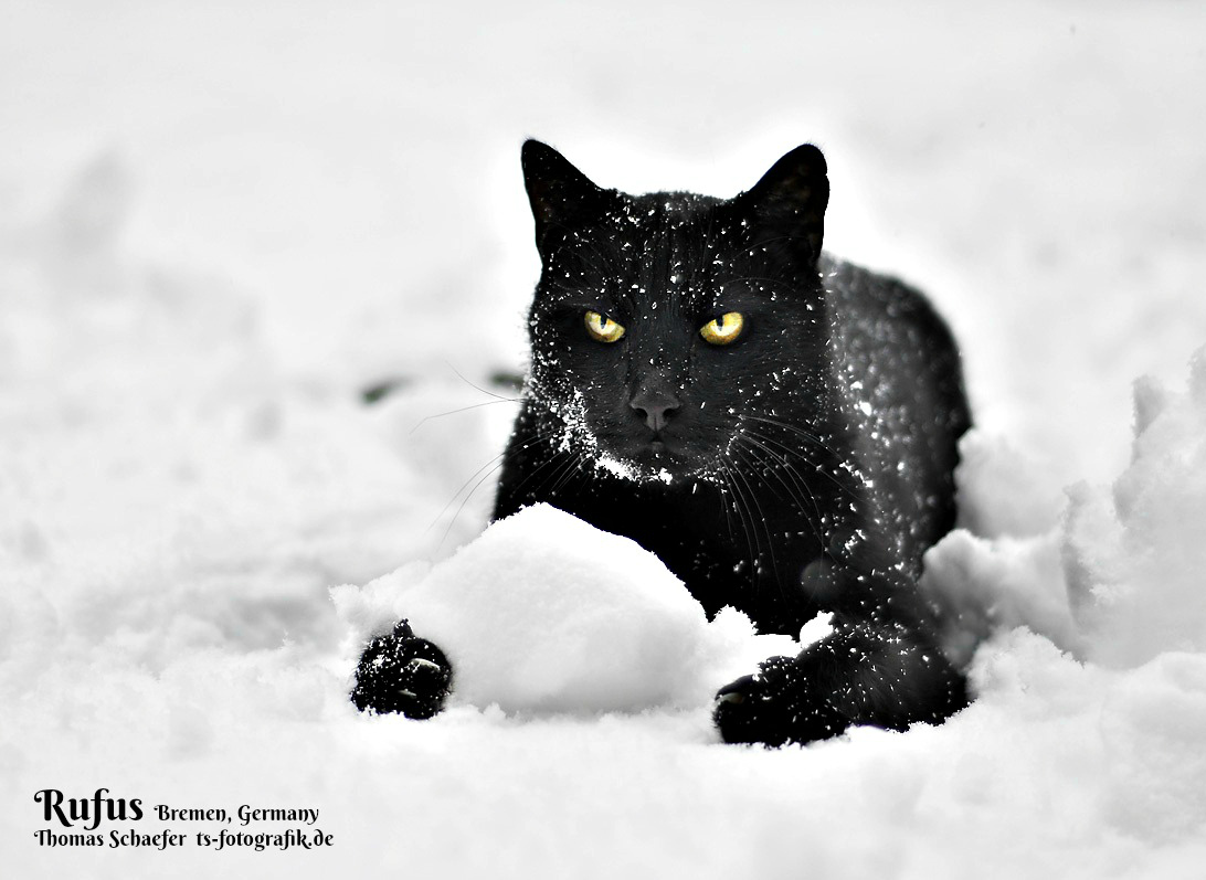 Black cats tell all calendar