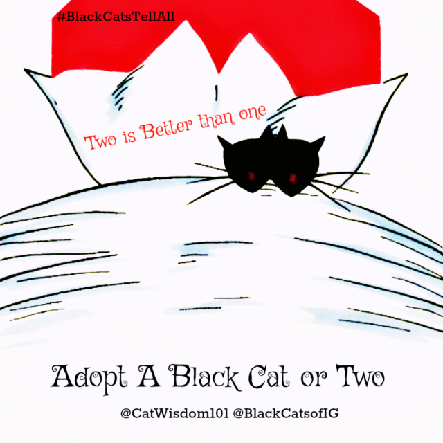 black_cat_adoption