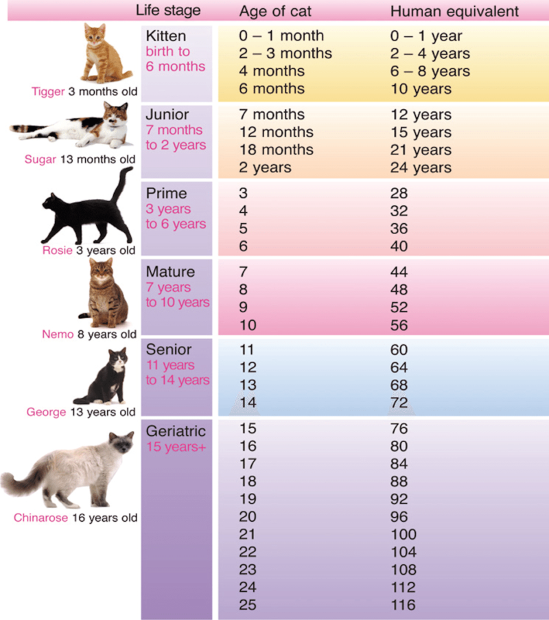 cat_human_age_chart