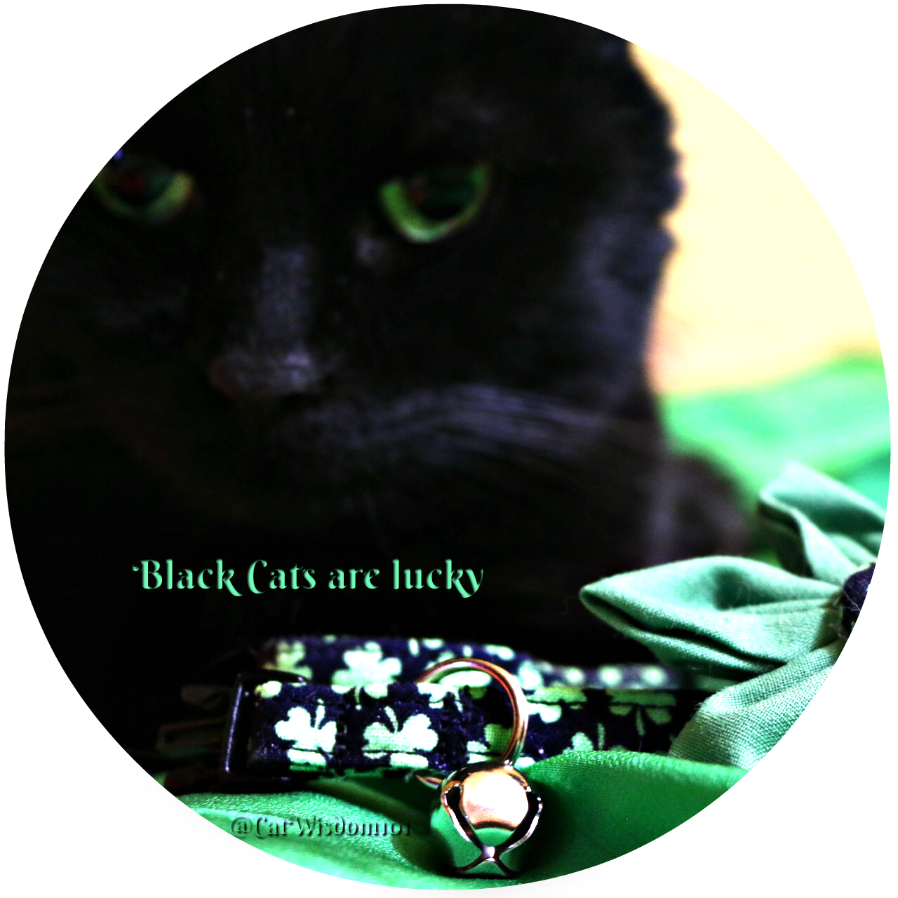 lucky_black_cat_Irish
