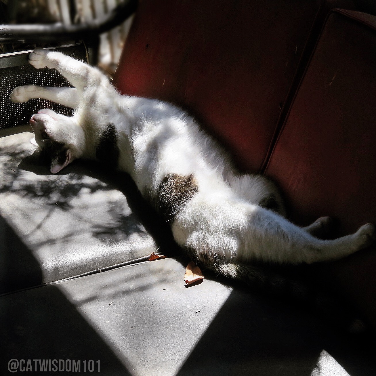 Odin_cat_sunbathing