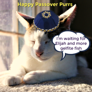 Passover Jewish cat