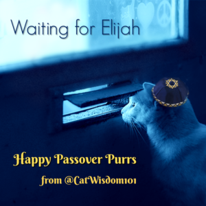 Passover cat waiting for Elijah