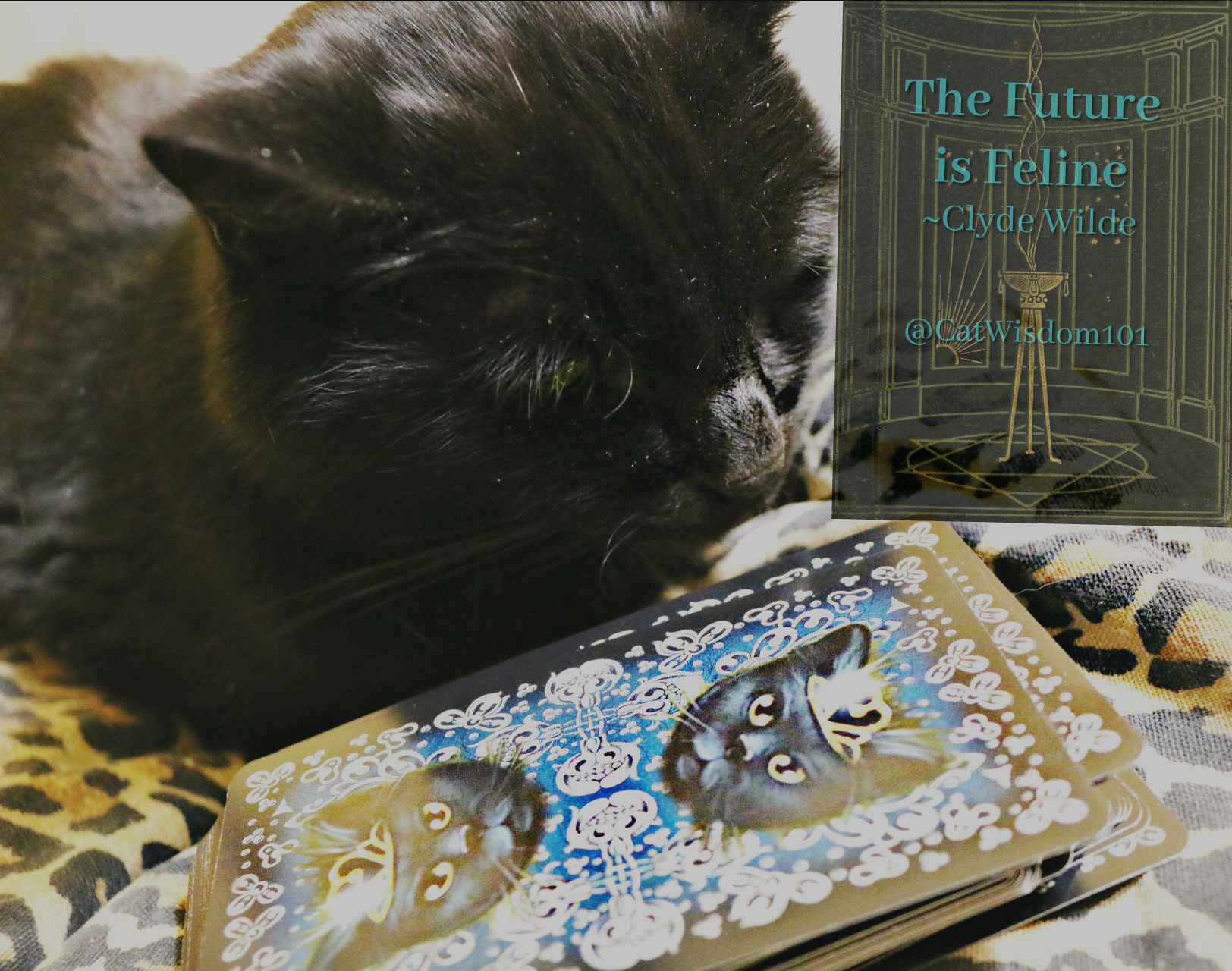 future is Feline_cat_book
