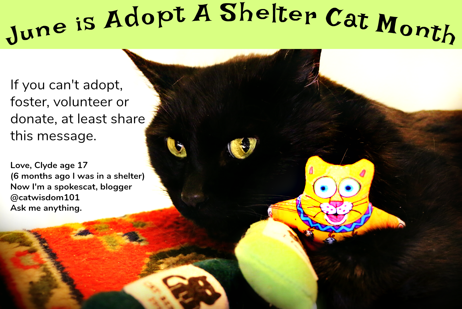 adopt a shelter cat month
