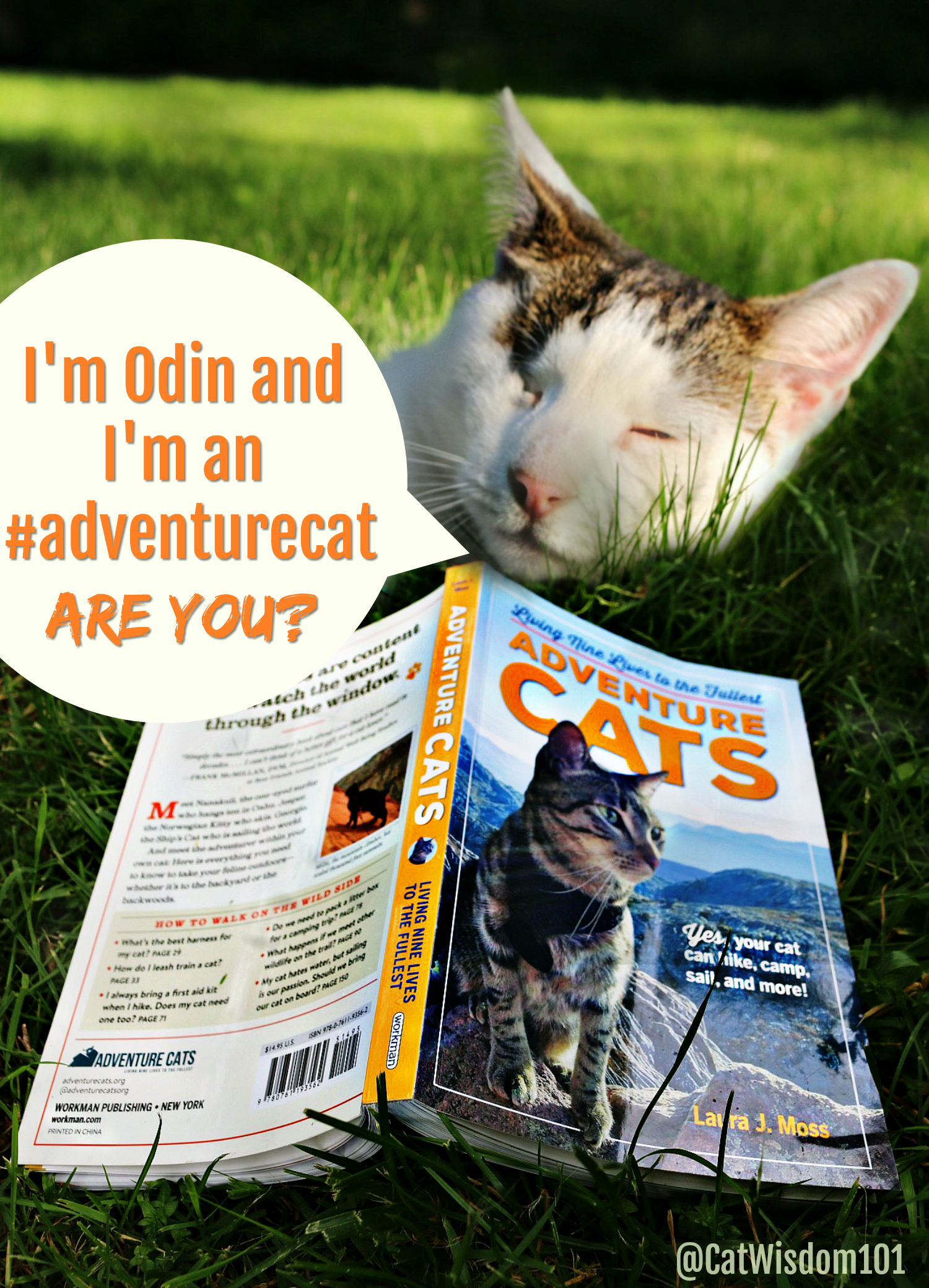adventure_cats_cat_wisdom_101
