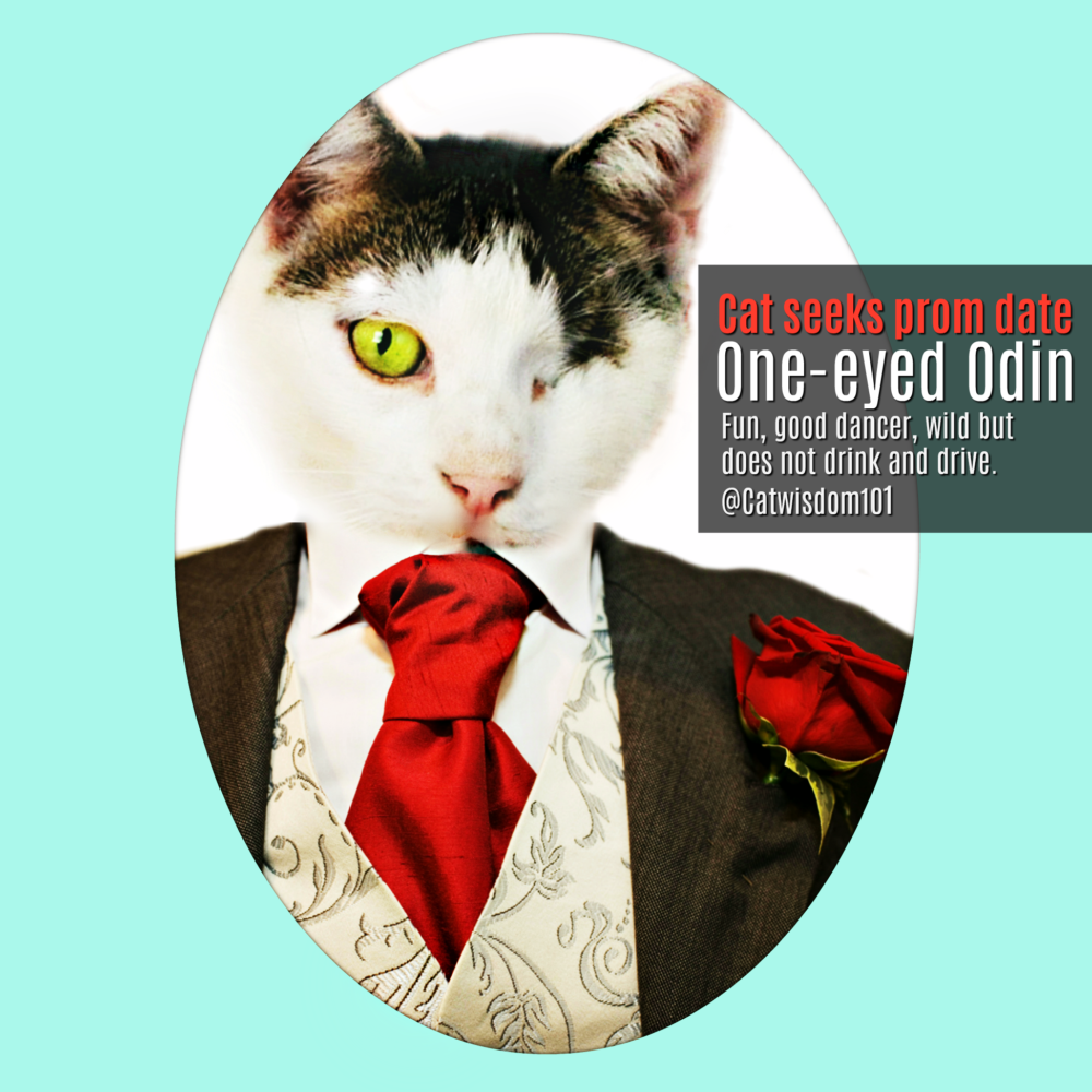 prom_odin_cat