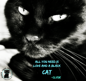 Clyde black cat quote
