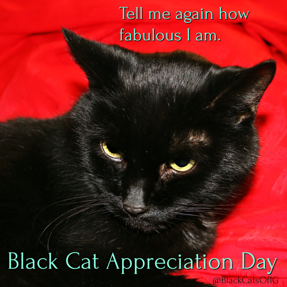 Black Cats Tell All On Black Cat Appreciation Day Cat Wisdom 101