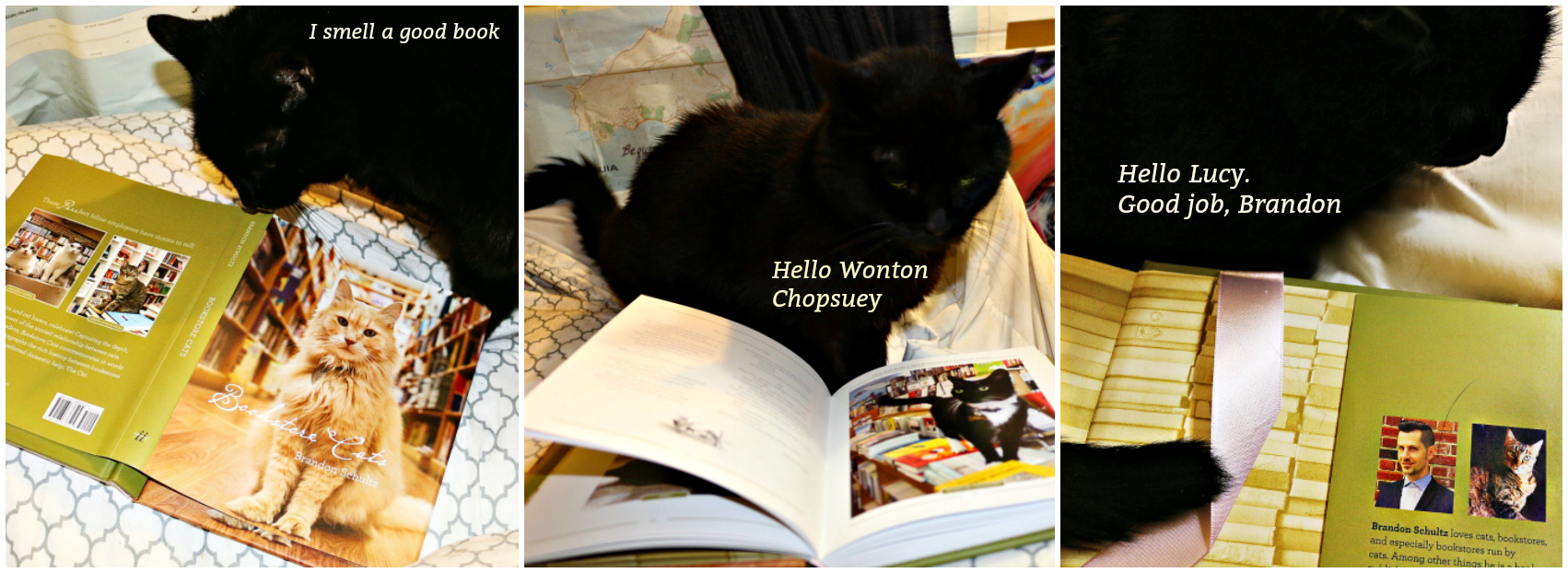 Bookstore_cats_book_giveaway