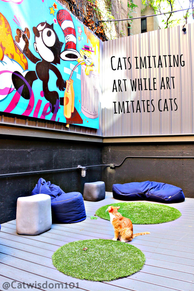 Global Cat Cafe Guide & 2021 Directory Cat Wisdom 101 Everything