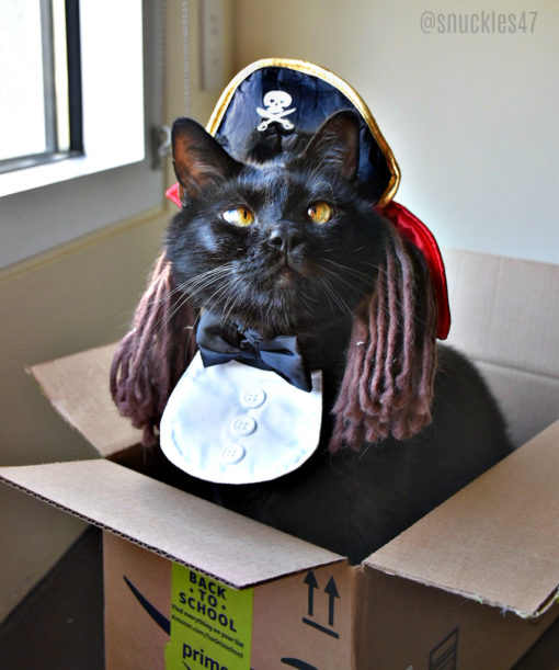 Snuckles pirate cat
